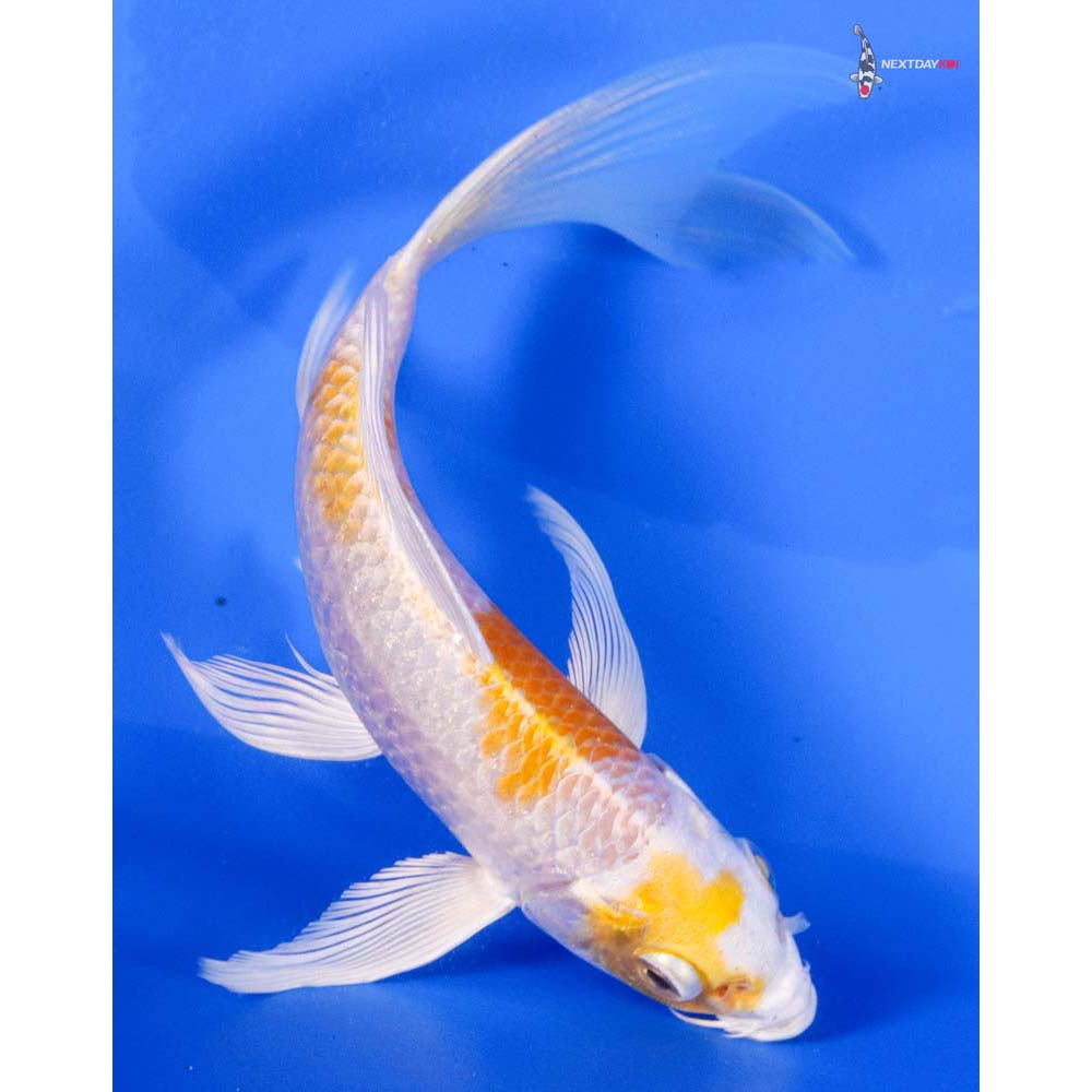 6” Imported Lemon Hariwake Butterfly Koi