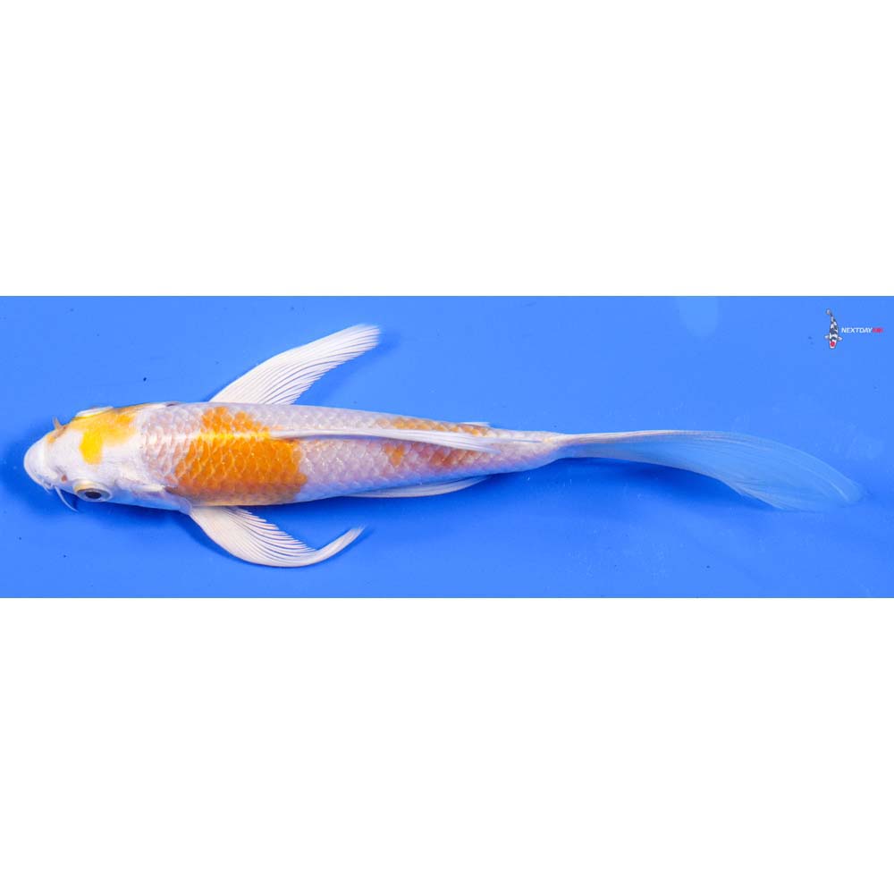 6” Imported Lemon Hariwake Butterfly Koi
