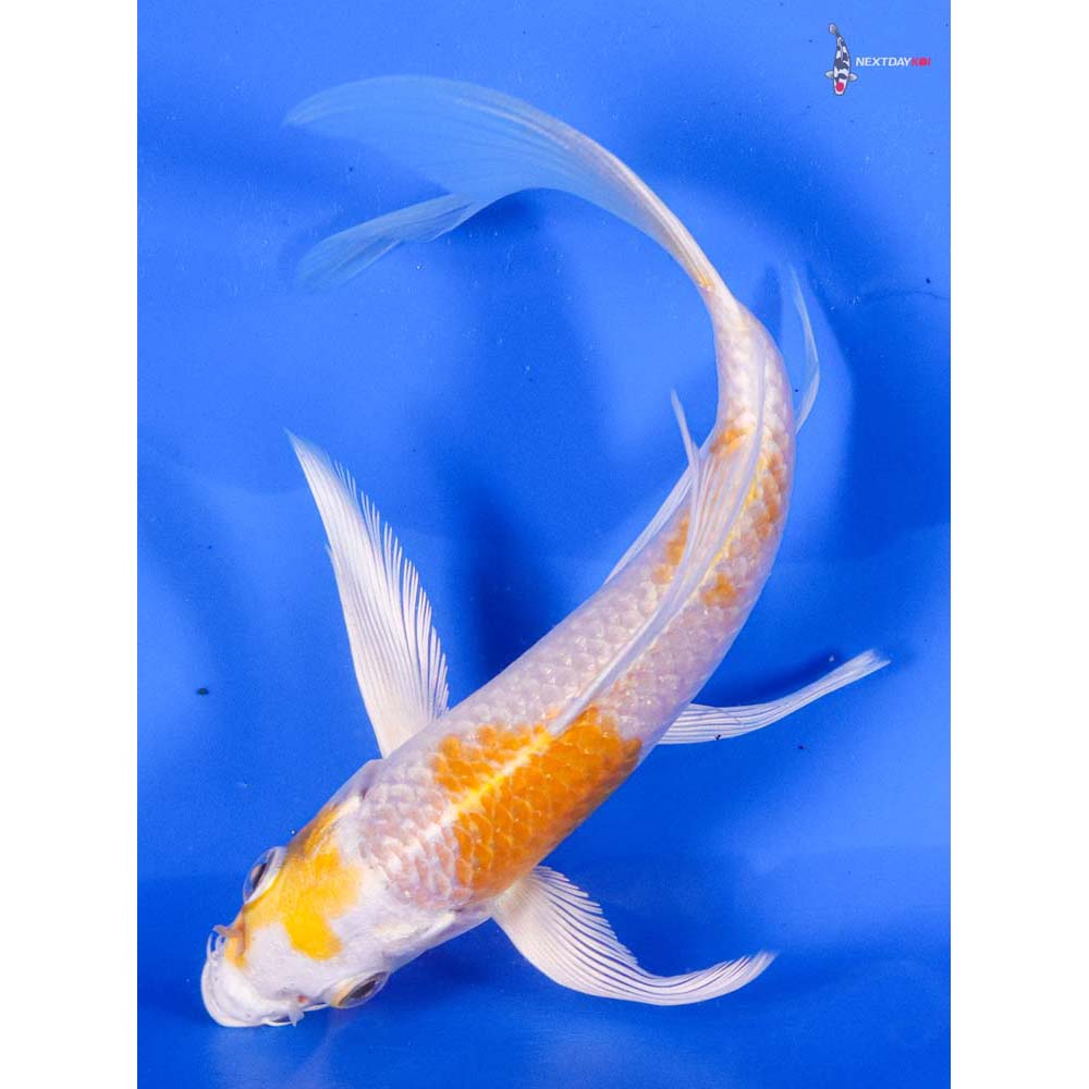 6” Imported Lemon Hariwake Butterfly Koi