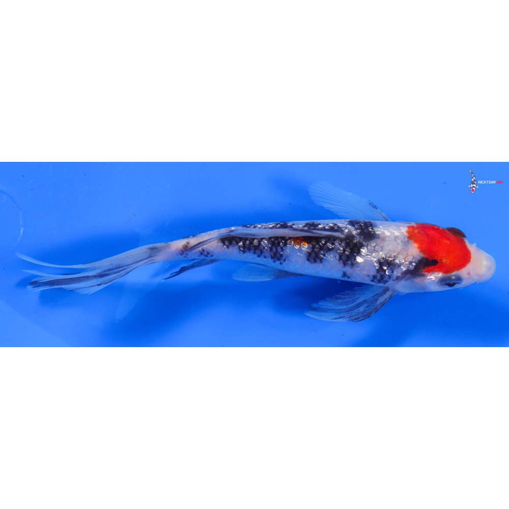6” Imported Gin Rin Sanke Butterfly Koi