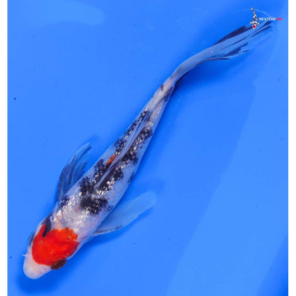 6” Imported Gin Rin Sanke Butterfly Koi