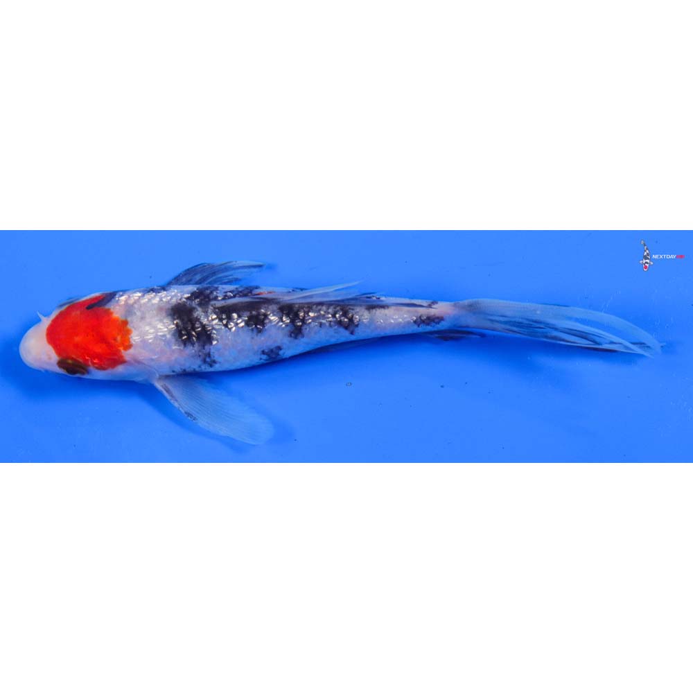 6” Imported Gin Rin Sanke Butterfly Koi