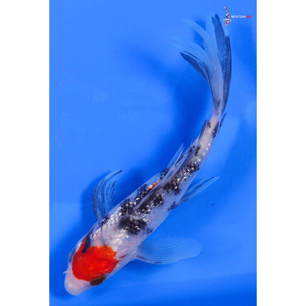 6” Imported Gin Rin Sanke Butterfly Koi