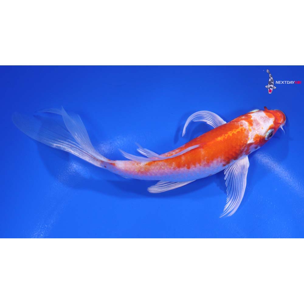 6.5” Imported Hariwake Butterfly Koi