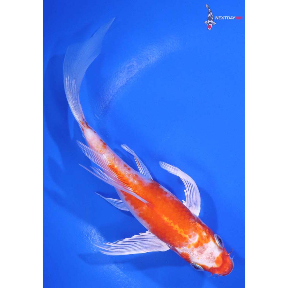 6.5” Imported Hariwake Butterfly Koi