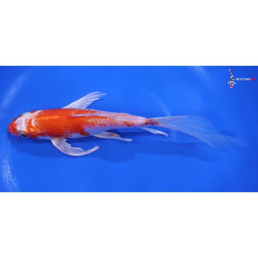 6.5” Imported Hariwake Butterfly Koi
