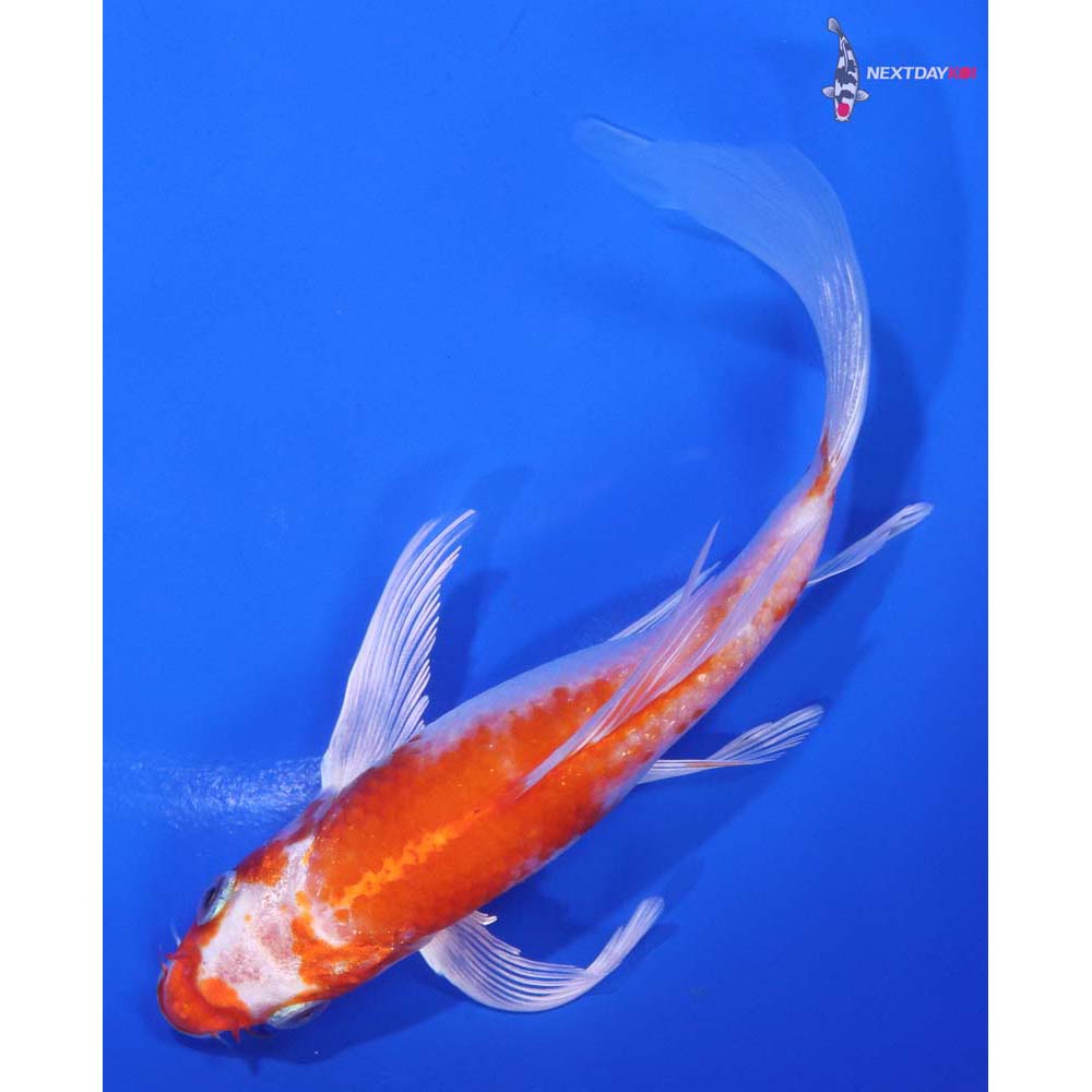 6.5” Imported Hariwake Butterfly Koi