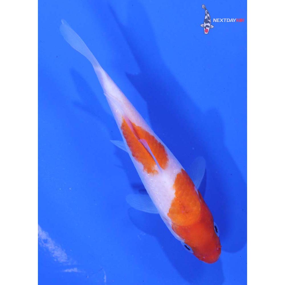 4” Imported Kohaku