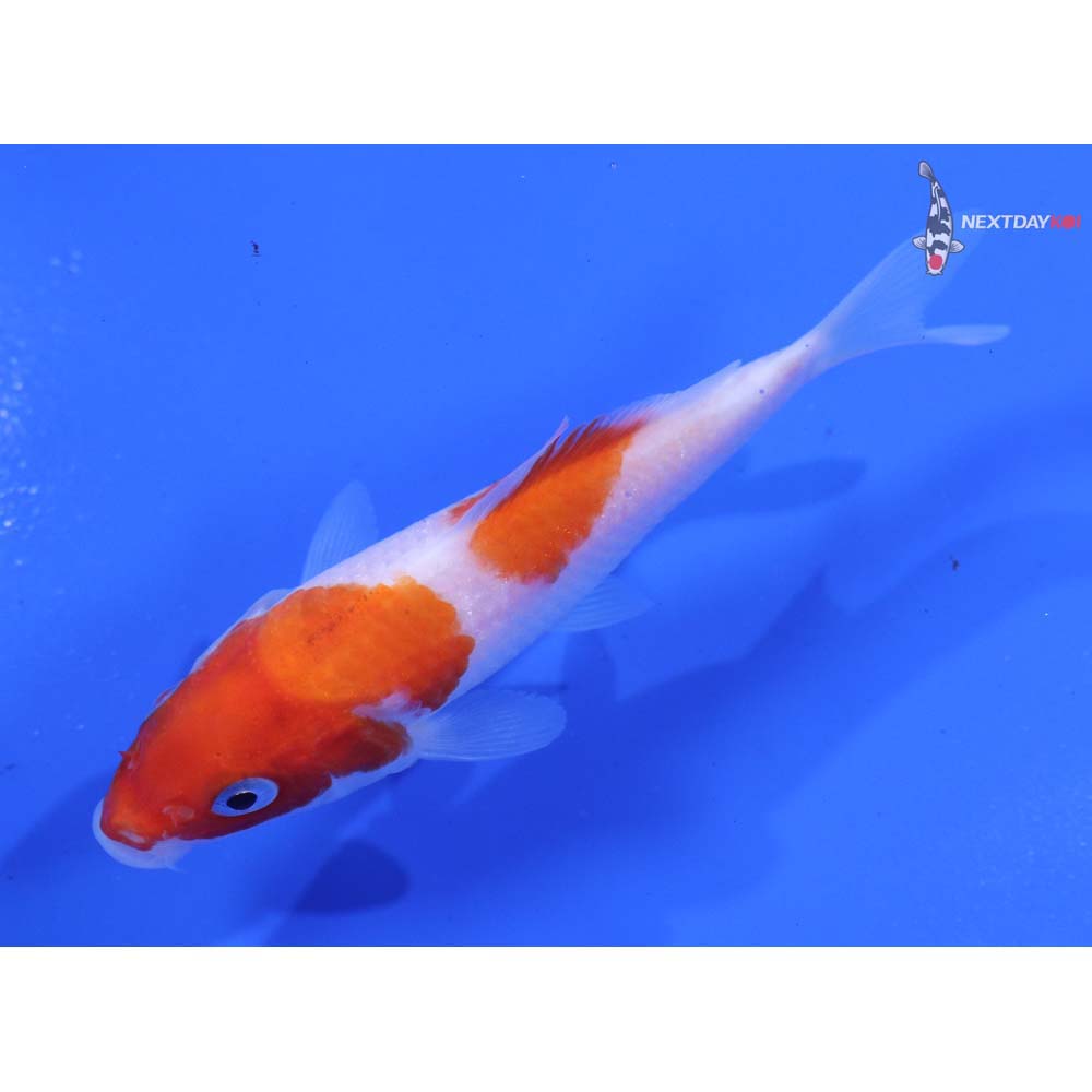 4” Imported Kohaku