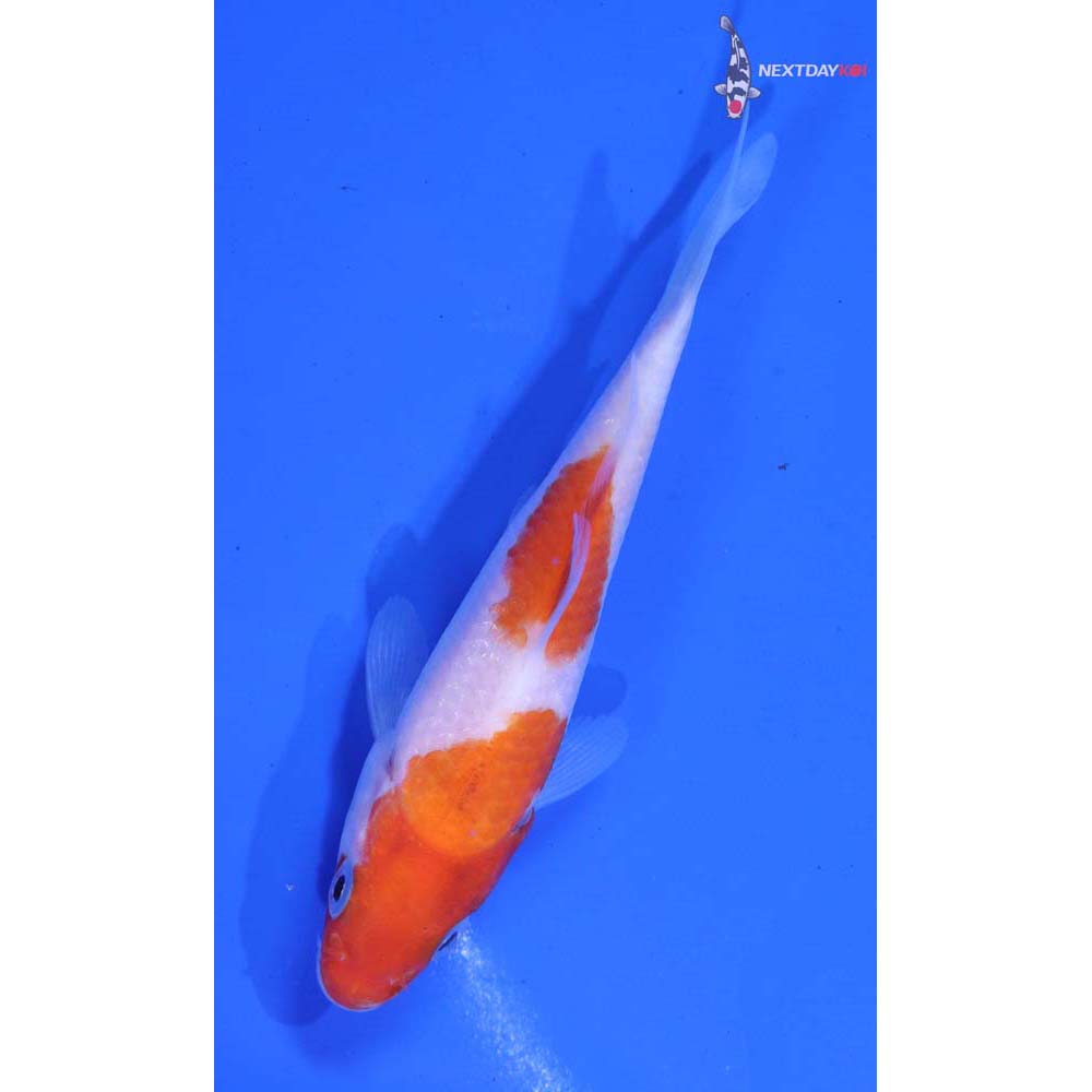 4” Imported Kohaku
