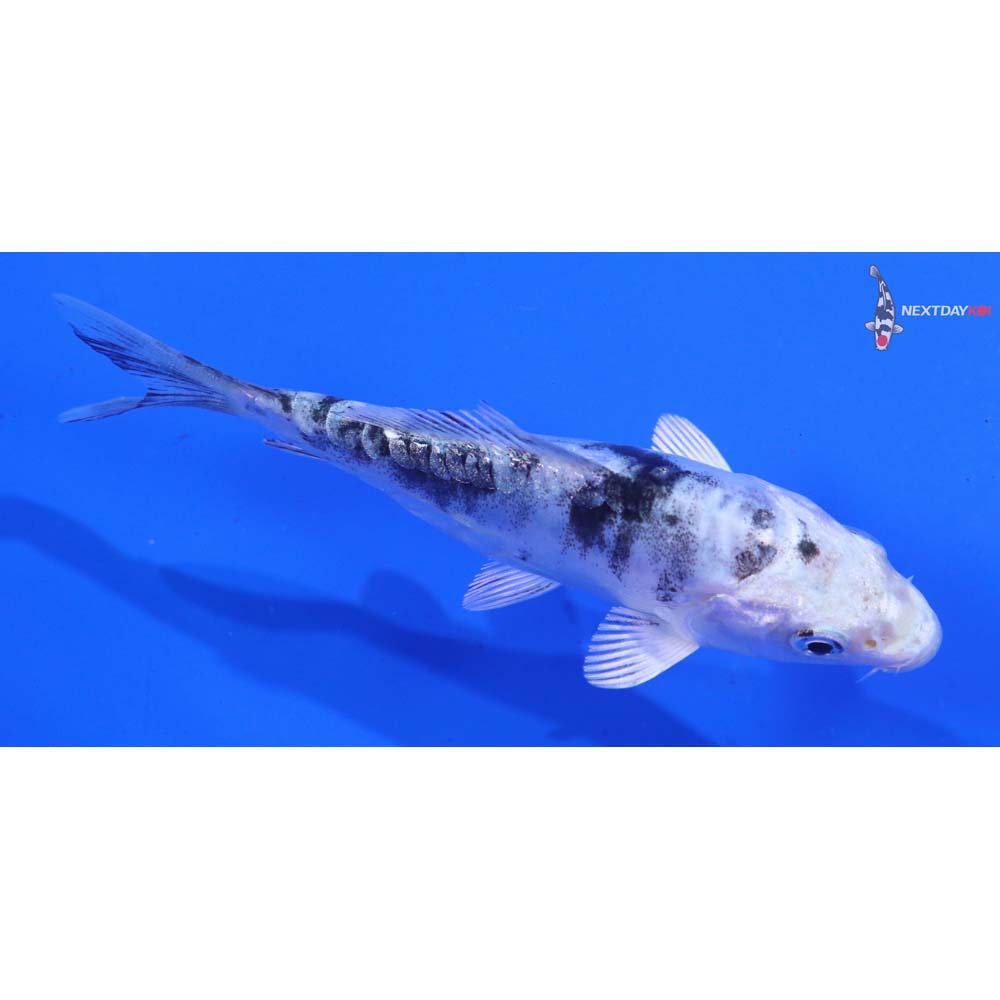 4” Imported Doitsu Gin Shiro Bekko