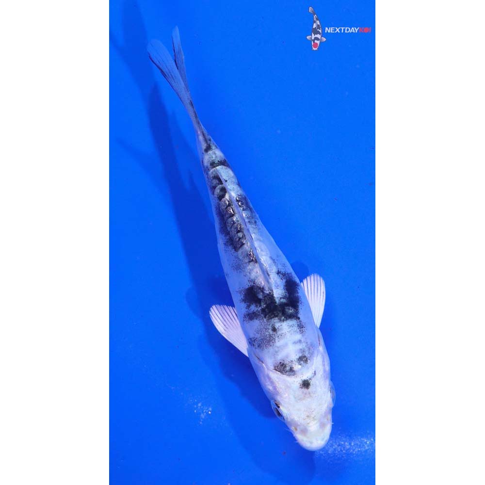 4” Imported Doitsu Gin Shiro Bekko