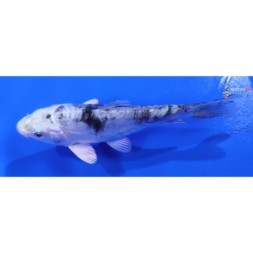 4” Imported Doitsu Gin Shiro Bekko