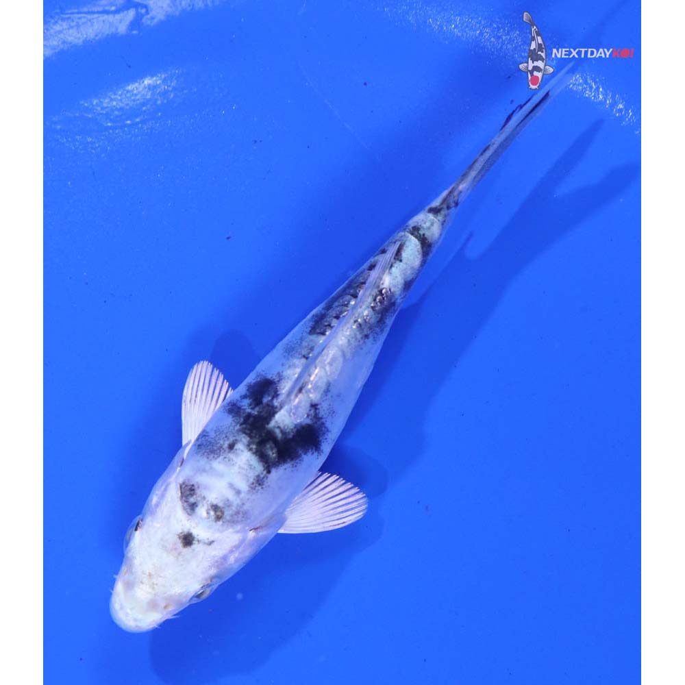 4” Imported Doitsu Gin Shiro Bekko