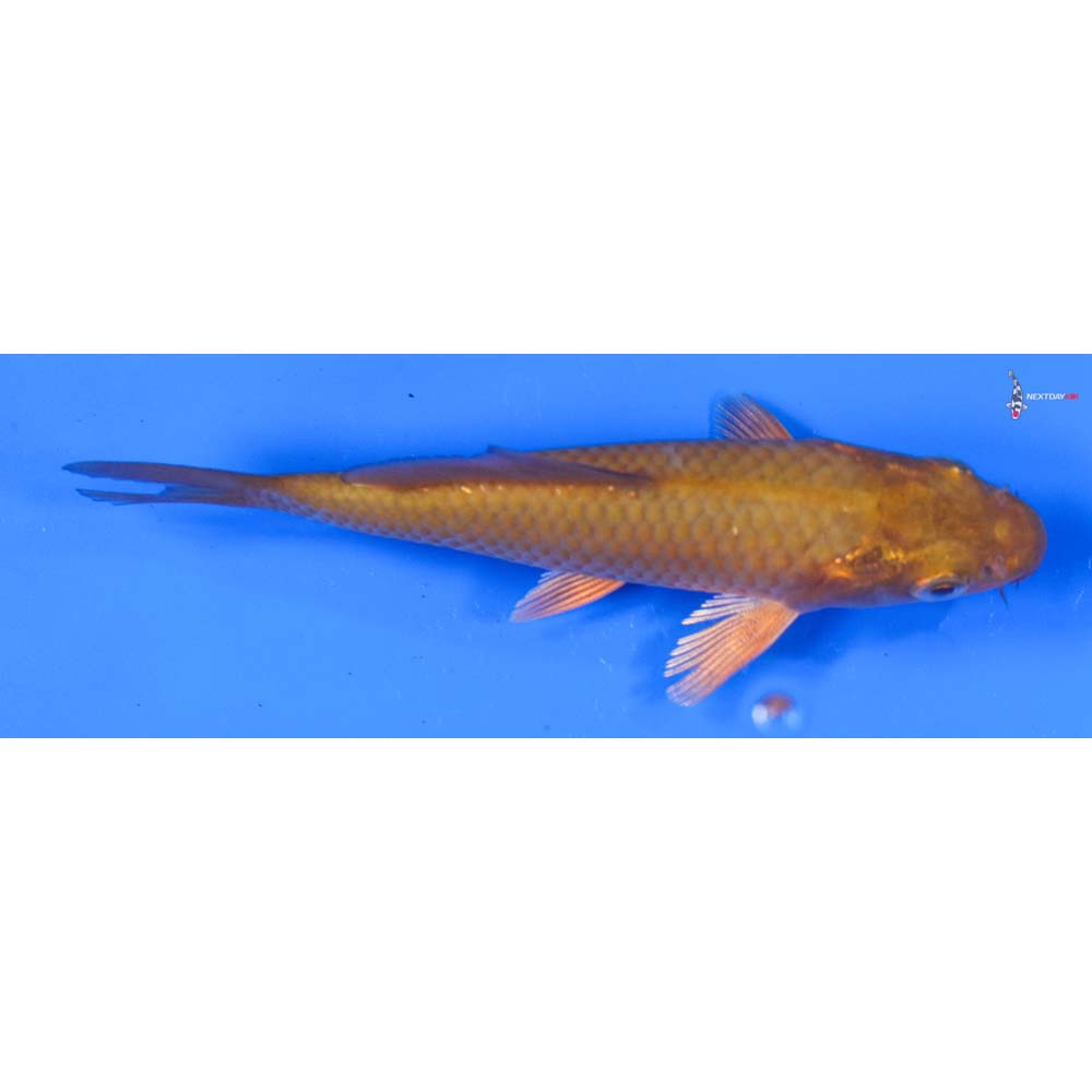 4” Imported Chagoi