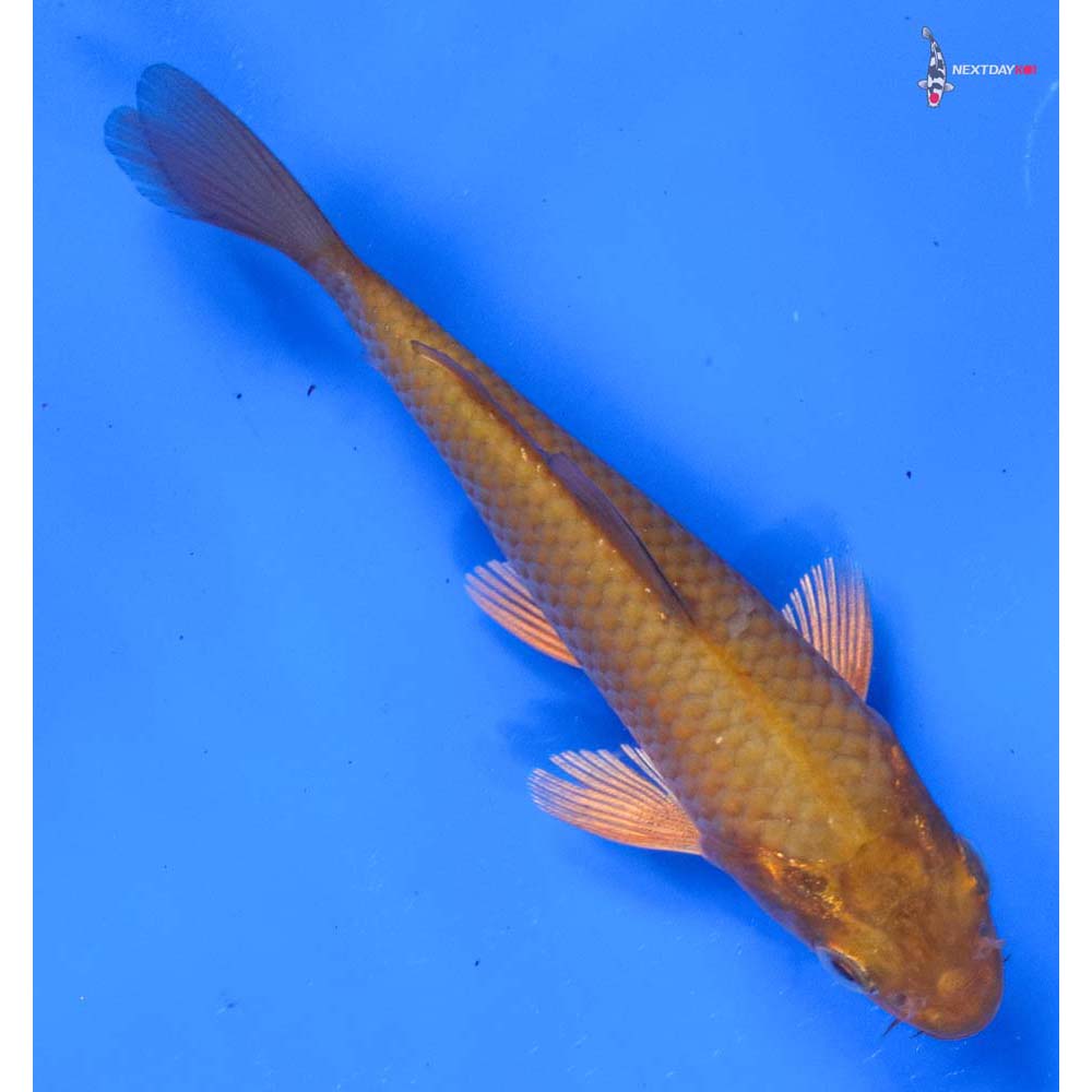 4” Imported Chagoi