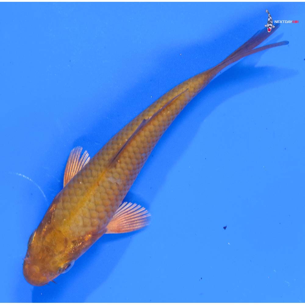 4” Imported Chagoi