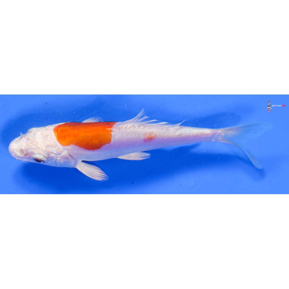 4” Imported Kikusui