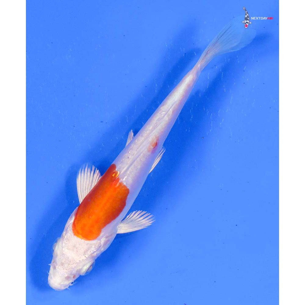 4” Imported Kikusui