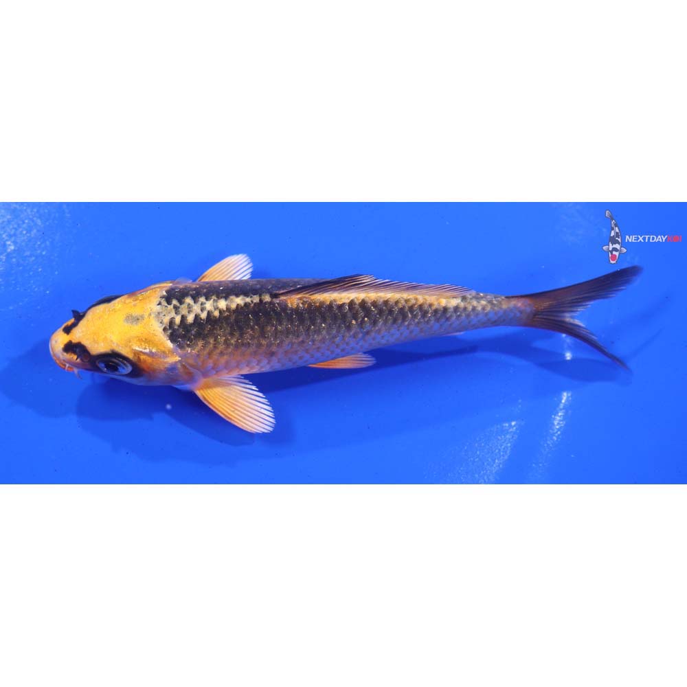 5” Imported Ki Matsuba