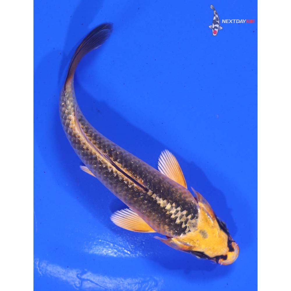 5” Imported Ki Matsuba