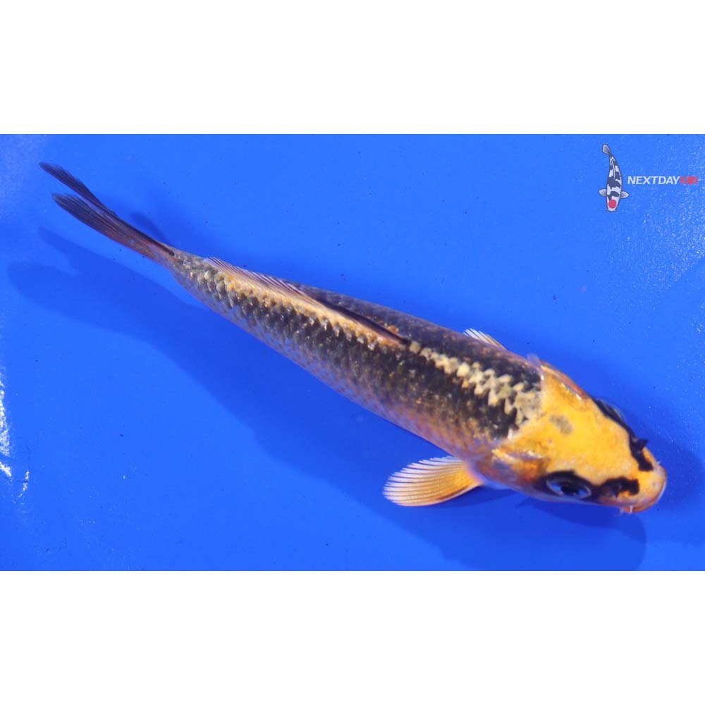 5” Imported Ki Matsuba