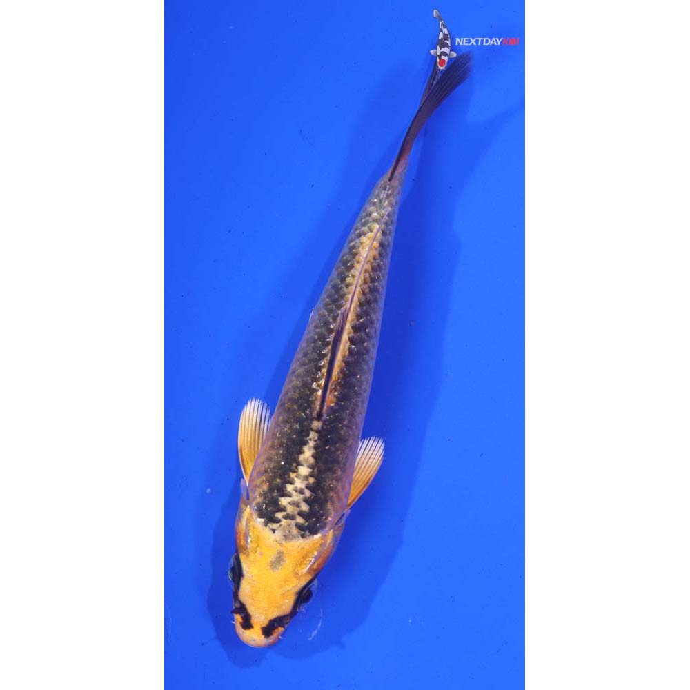 5” Imported Ki Matsuba