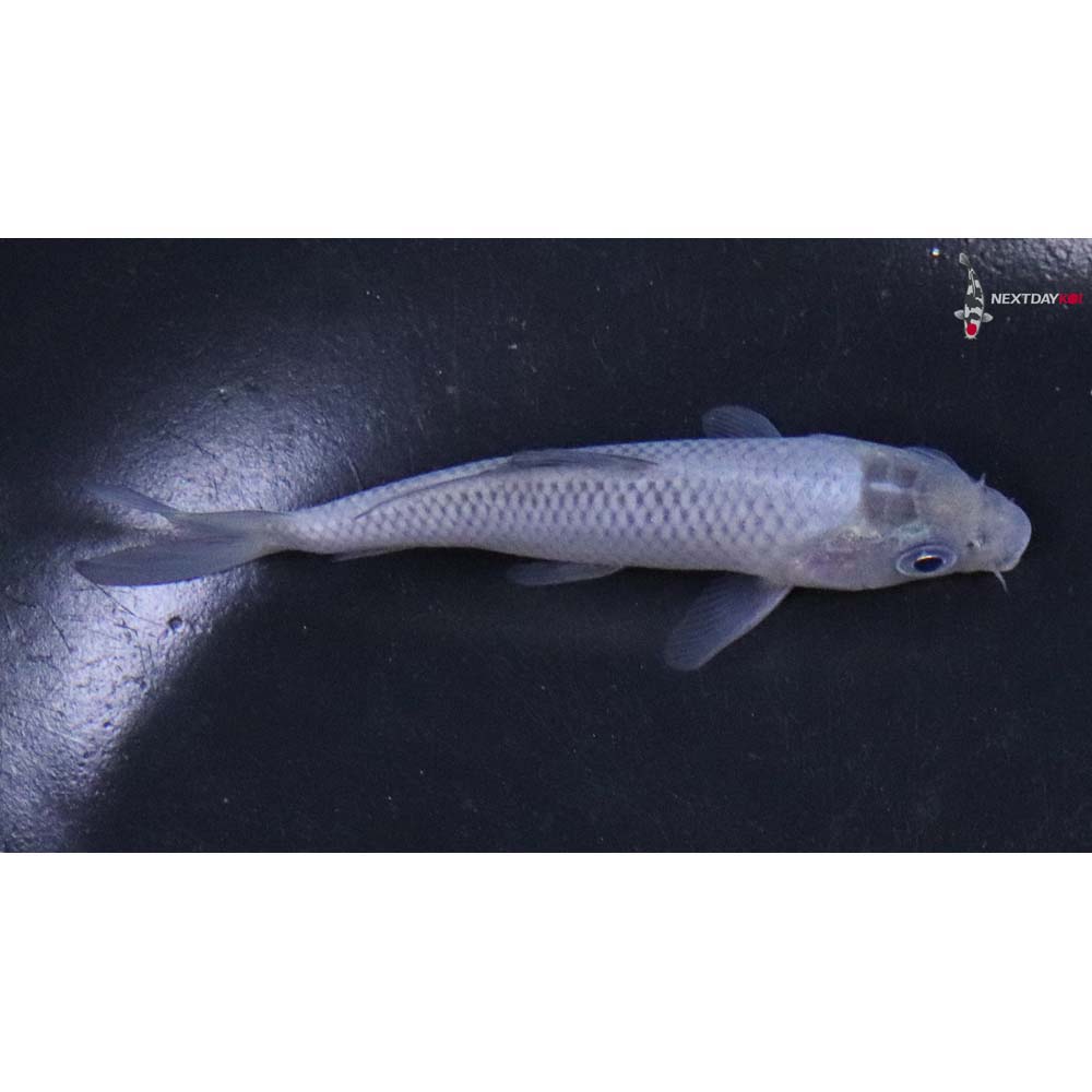 3.5” Imported Soragoi