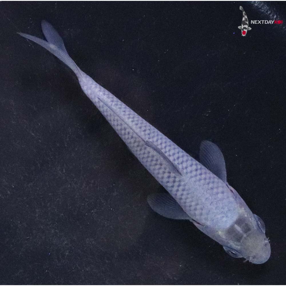 3.5” Imported Soragoi