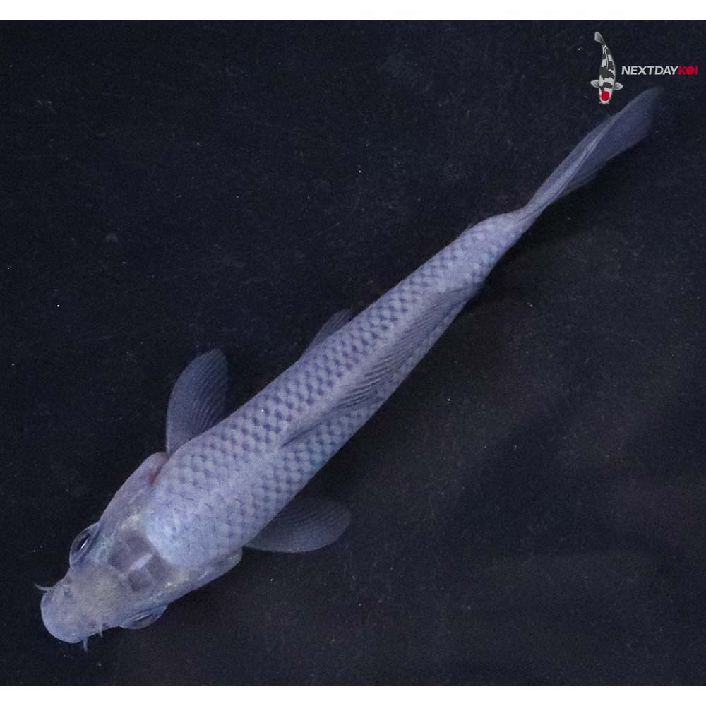 3.5” Imported Soragoi