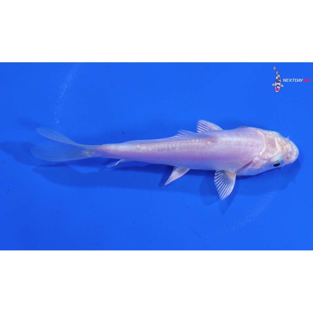 3.5” Imported Doitsu Platinum Ogon