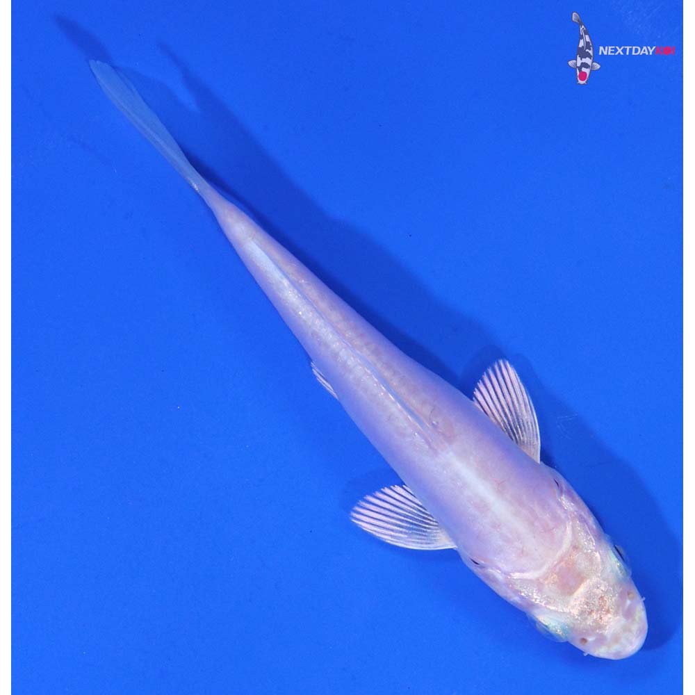 3.5” Imported Doitsu Platinum Ogon