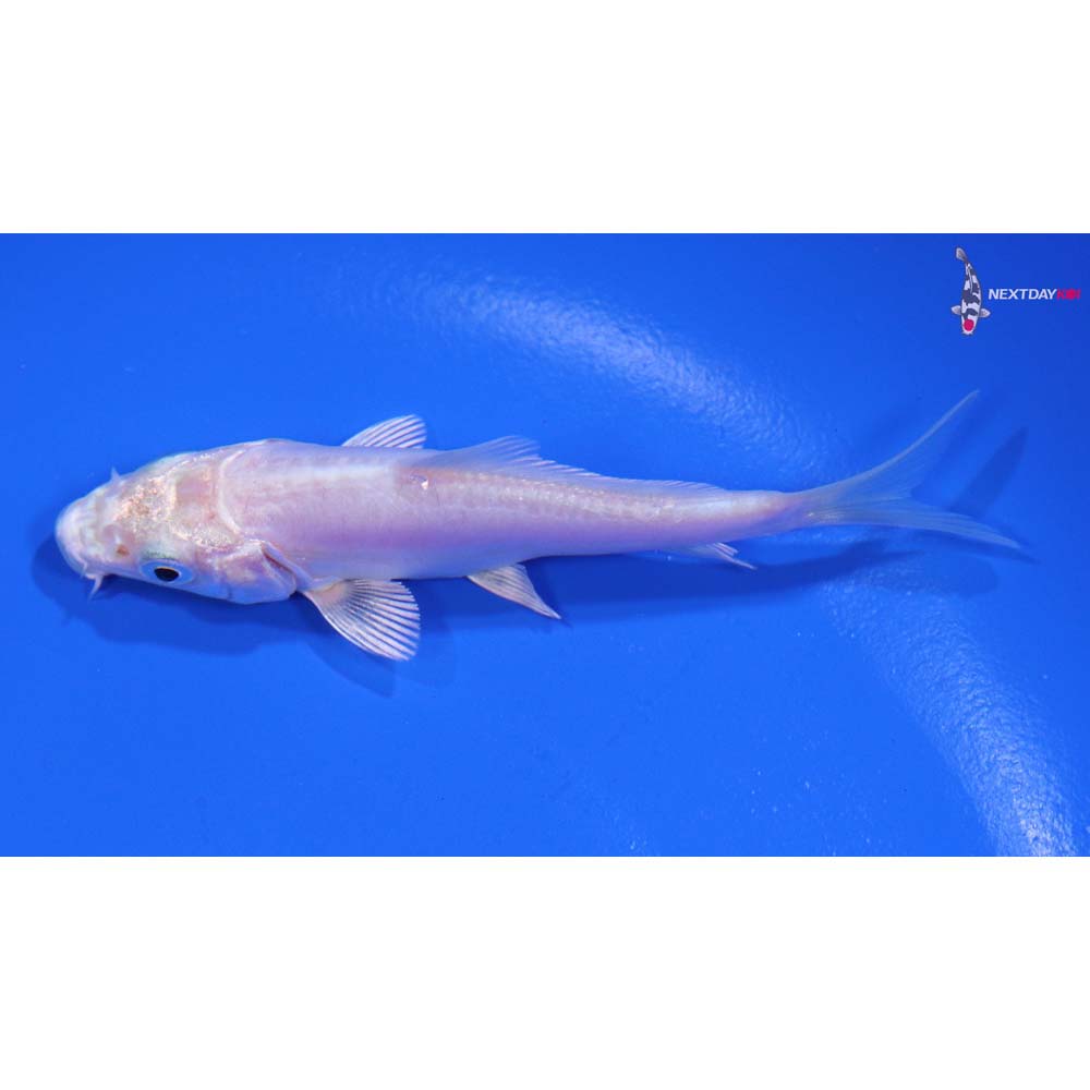 3.5” Imported Doitsu Platinum Ogon