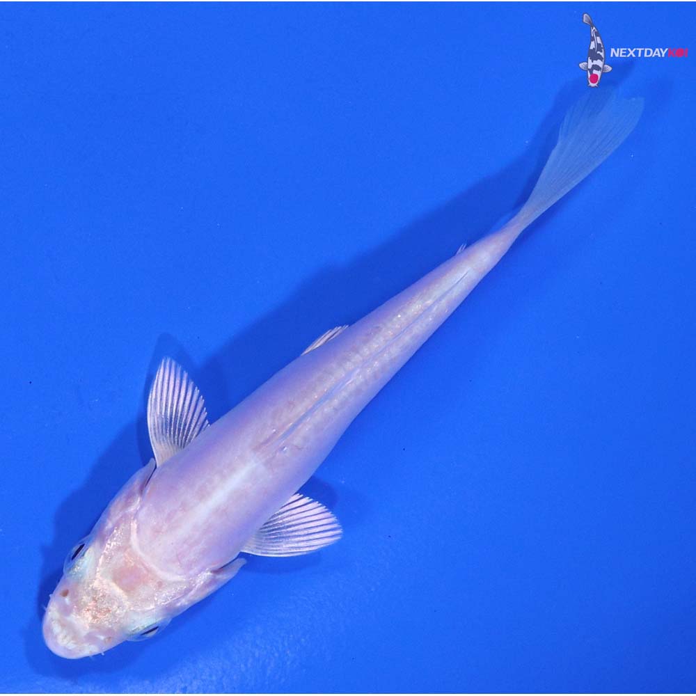 3.5” Imported Doitsu Platinum Ogon