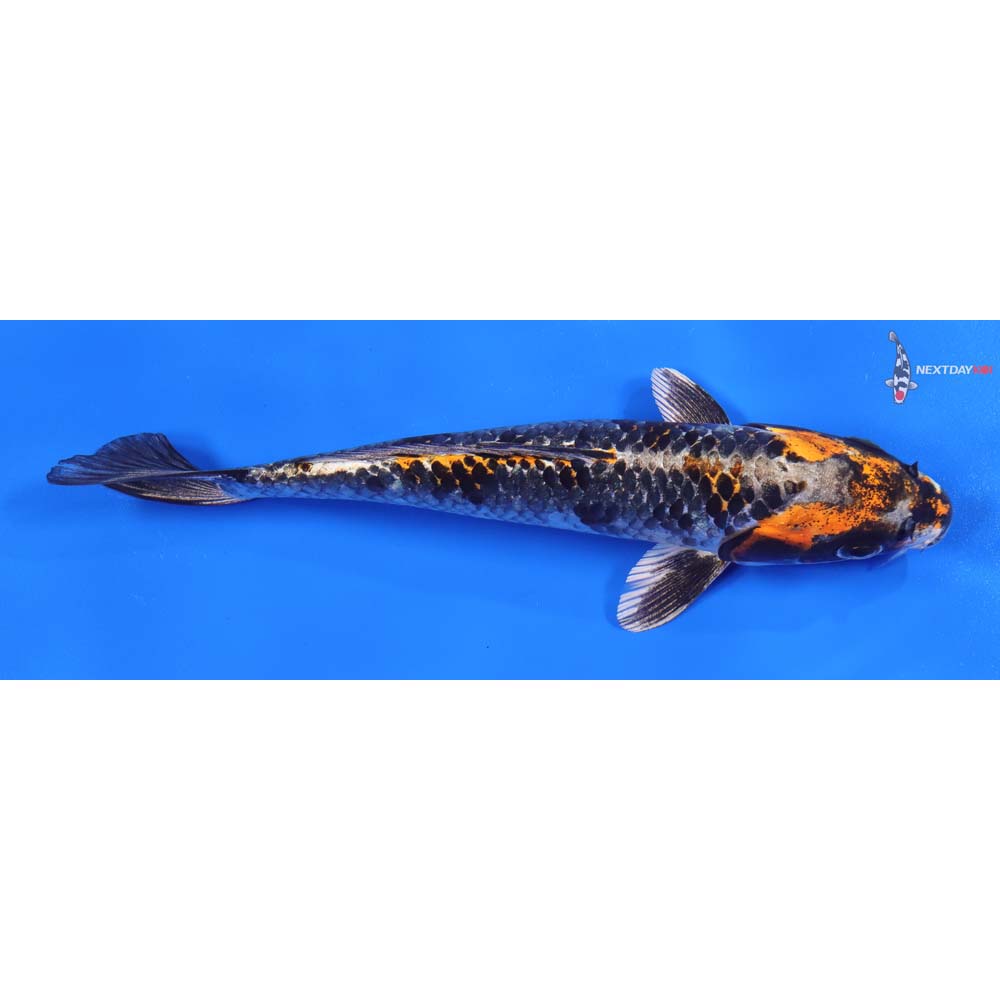 8” Imported Kujaku