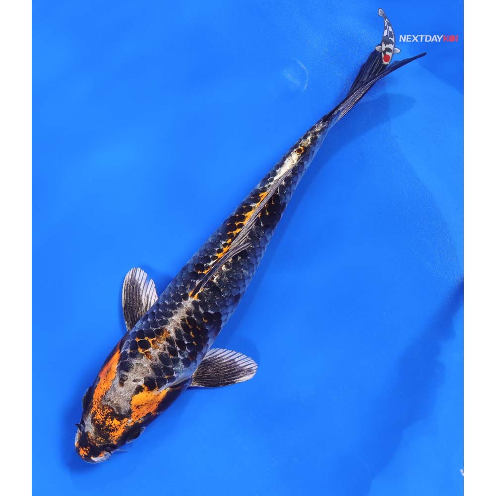 8” Imported Kujaku