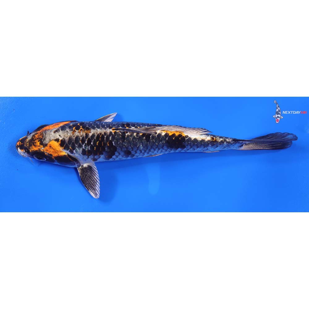 8” Imported Kujaku