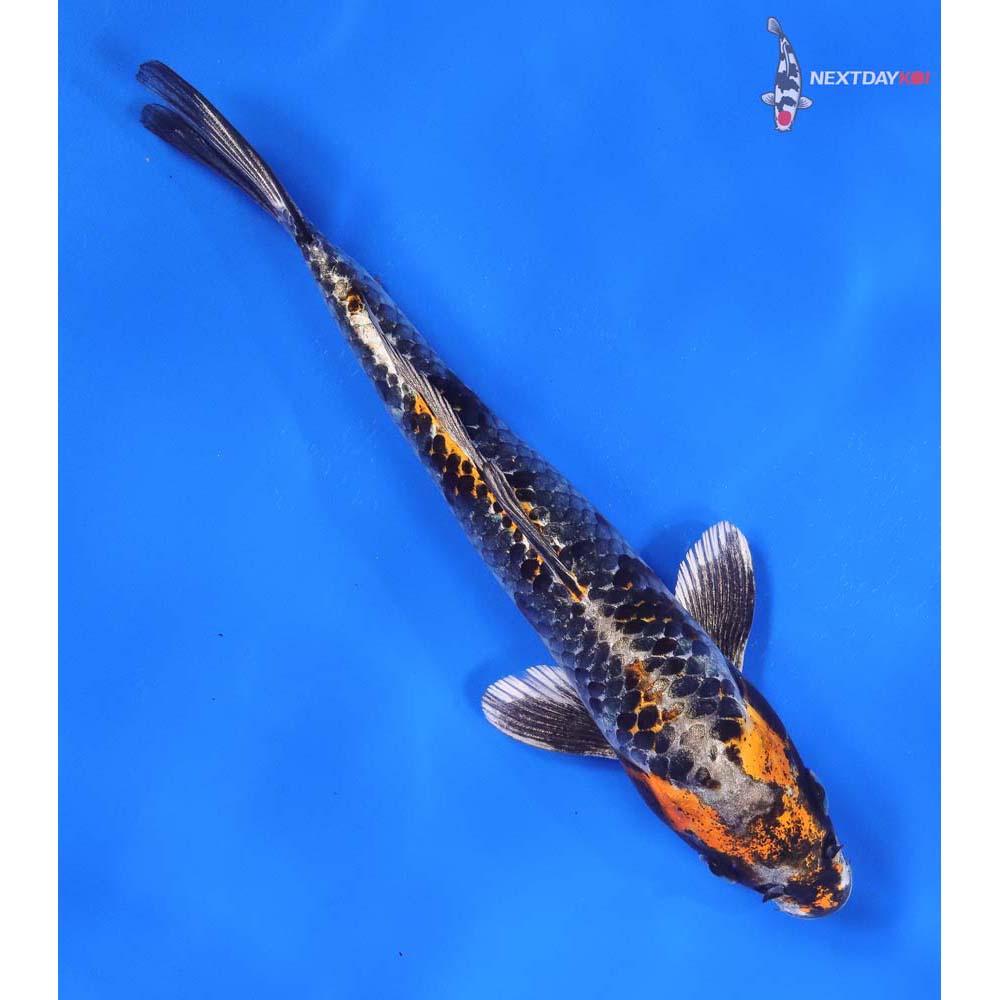 8” Imported Kujaku