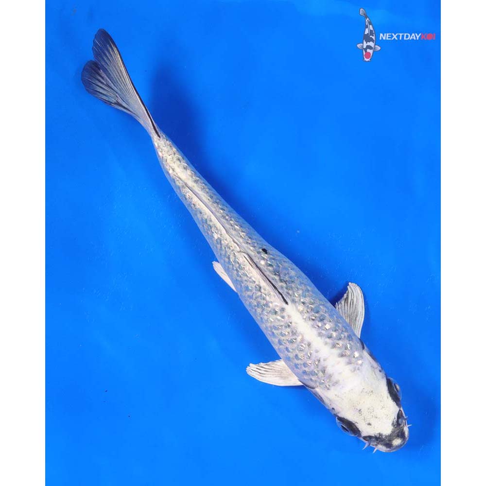 8” Imported Gin Rin Gin Matsuba