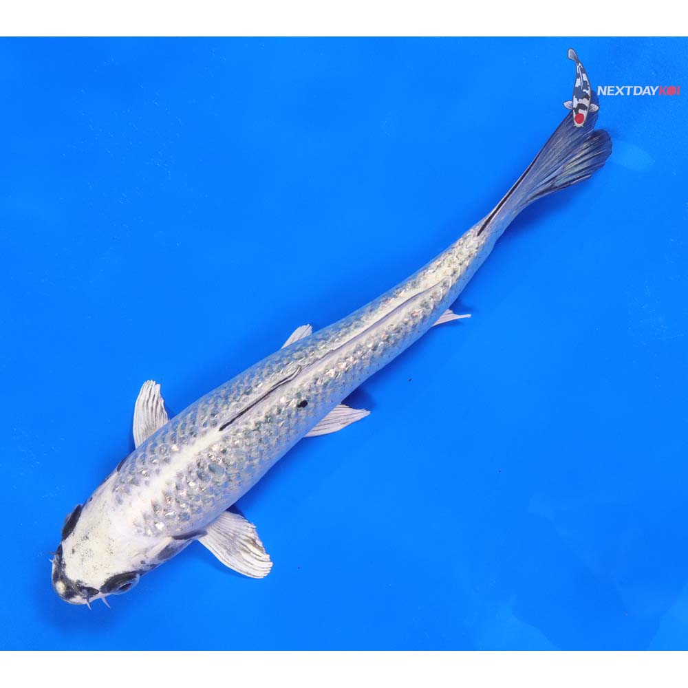 8” Imported Gin Rin Gin Matsuba