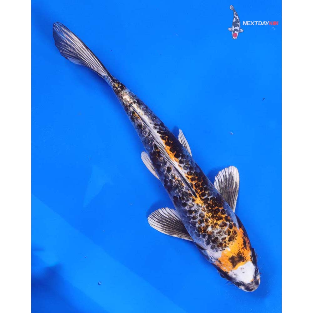 8” Imported Gin Rin Kujaku