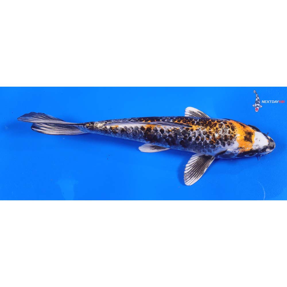 8” Imported Gin Rin Kujaku