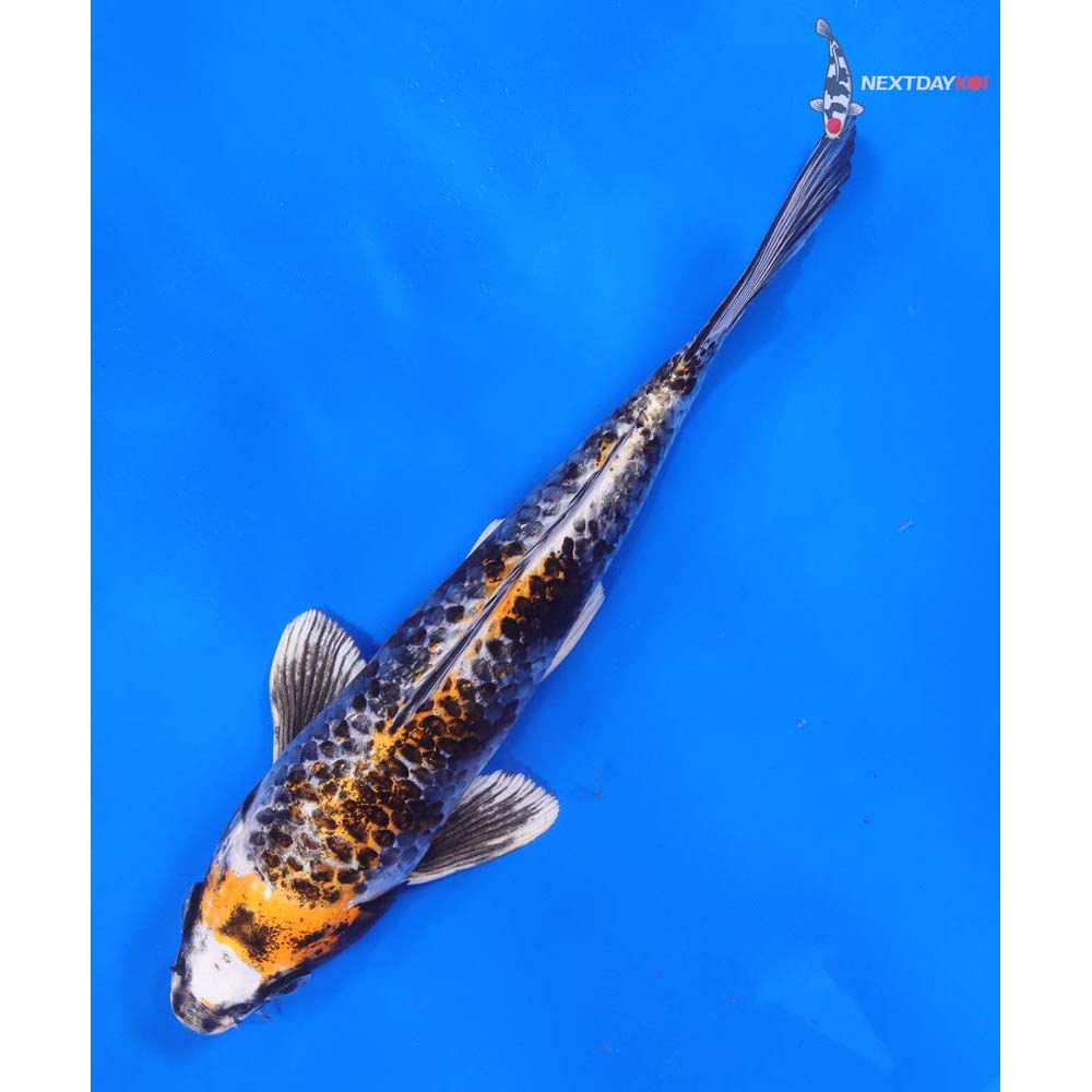 8” Imported Gin Rin Kujaku