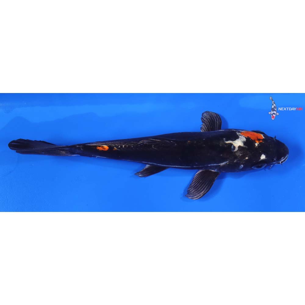 7” Imported Kin Kikokuryu