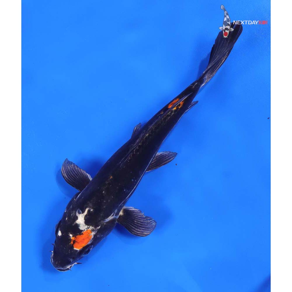 7” Imported Kin Kikokuryu