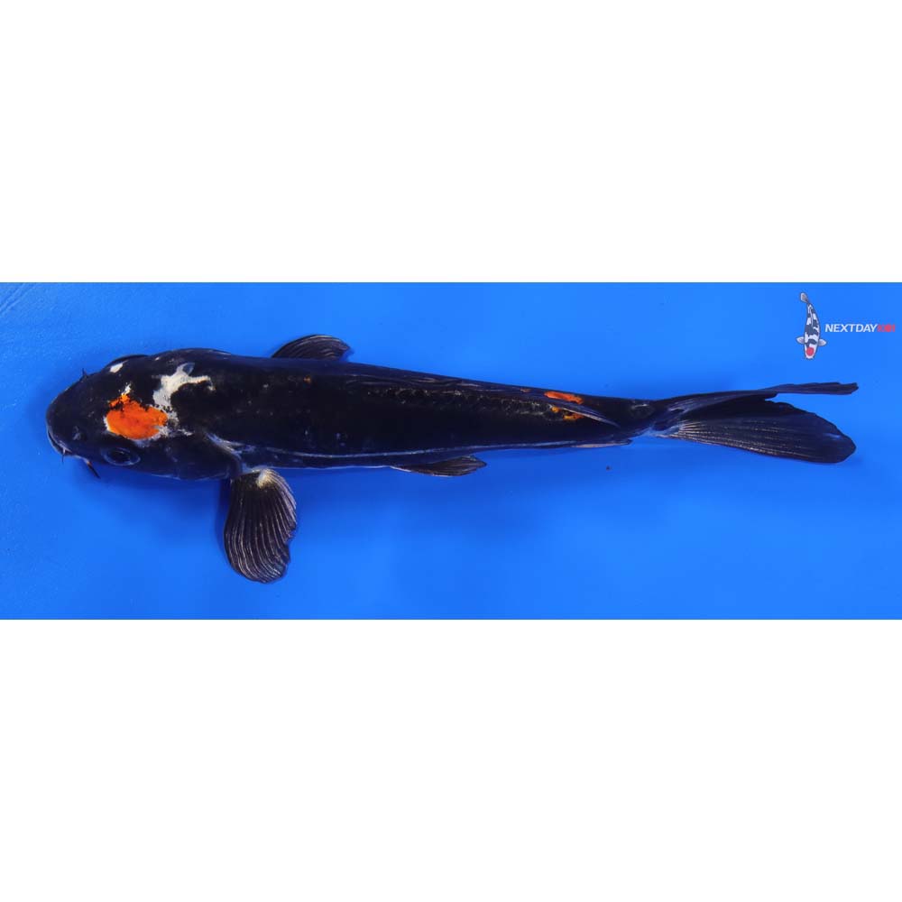 7” Imported Kin Kikokuryu