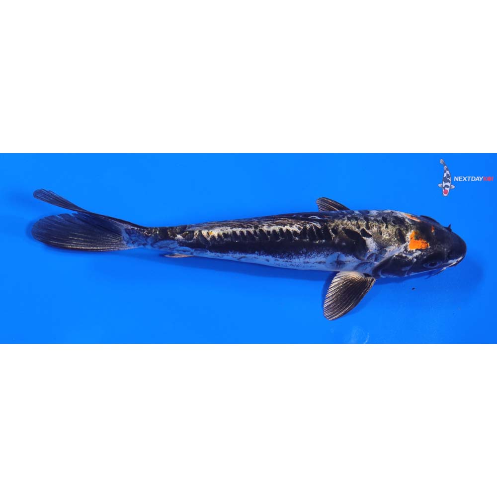 7” Imported Kin Kikokuryu