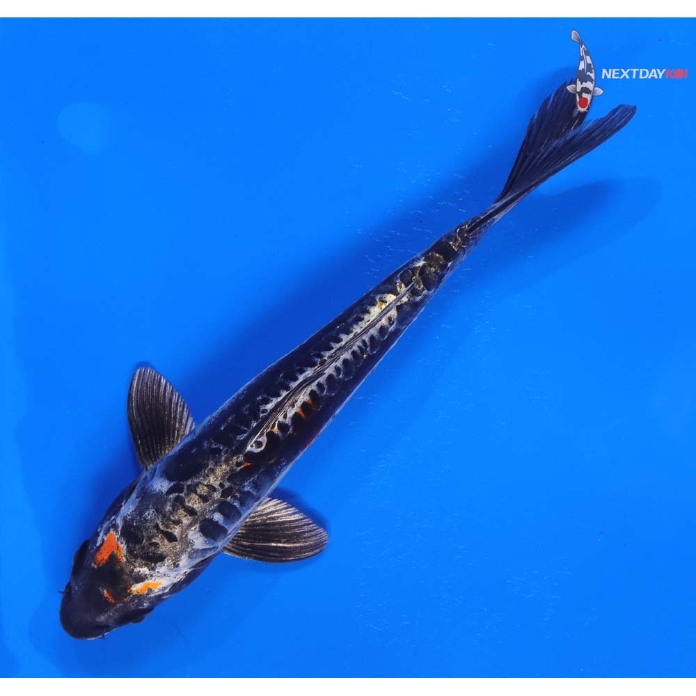 7” Imported Kin Kikokuryu