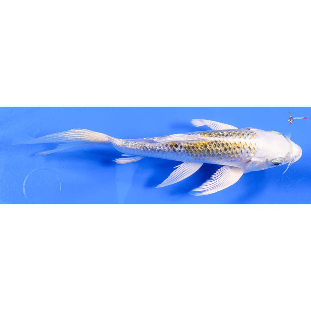 6” Imported Gin Rin Kujaku Butterfly Koi