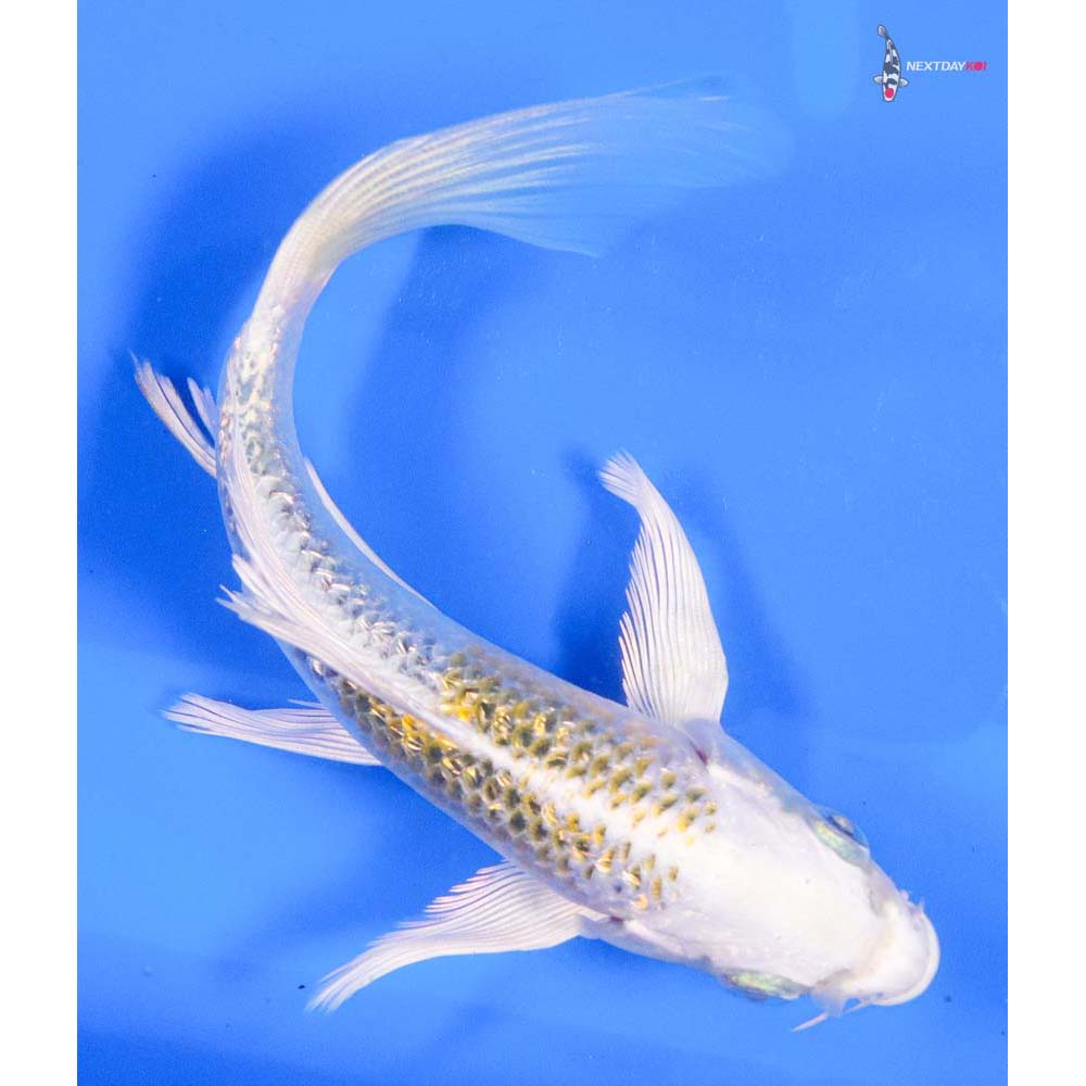 6” Imported Gin Rin Kujaku Butterfly Koi